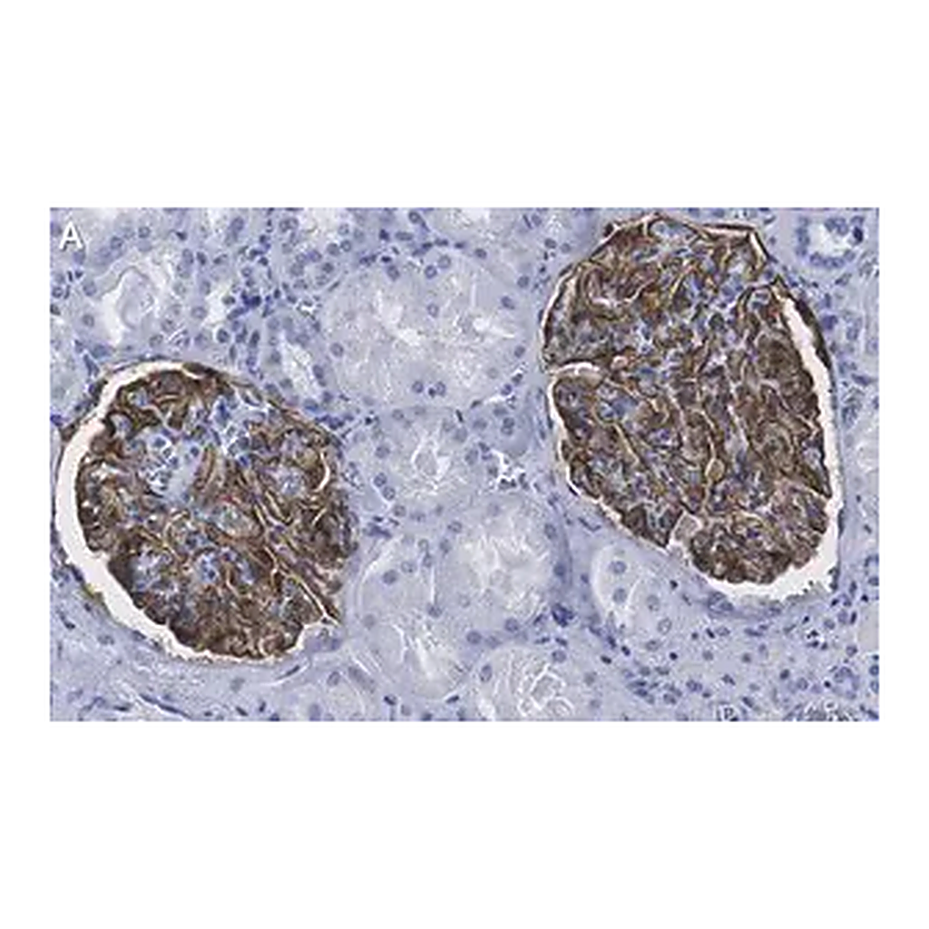 Merck Anti-Podocin Antibody, clone 1C10 ZooMAb Rabbit Monoclonal