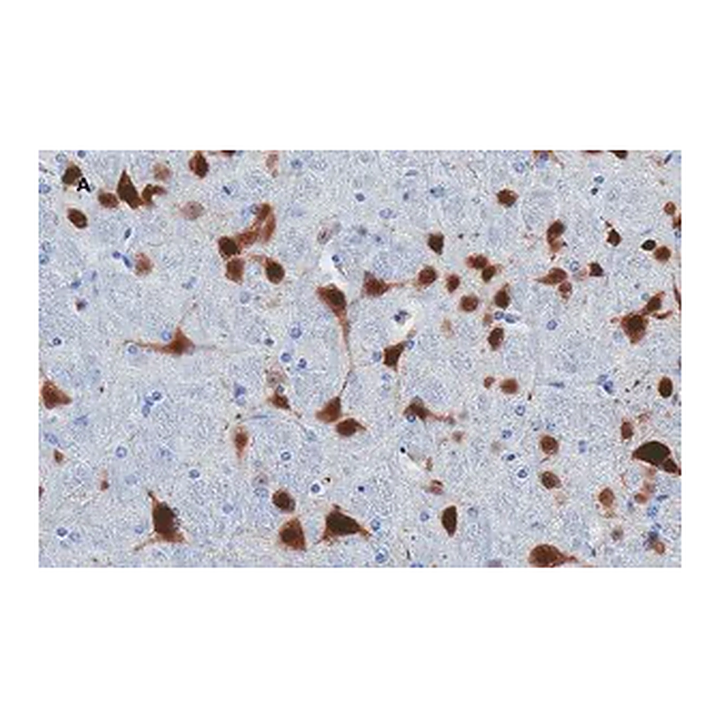 Merck Anti-NeuN Antibody, clone 13E6, ZooMAb Rabbit Monoclonal