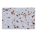 Merck Anti-NeuN Antibody, clone 13E6, ZooMAb Rabbit Monoclonal