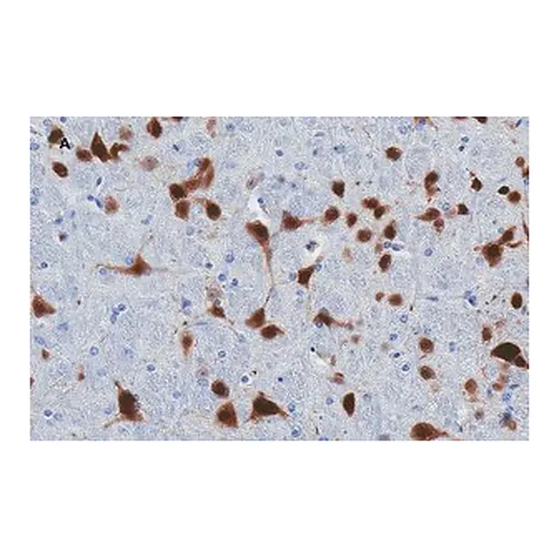 Merck Anti-NeuN Antibody, clone 13E6, ZooMAb Rabbit Monoclonal