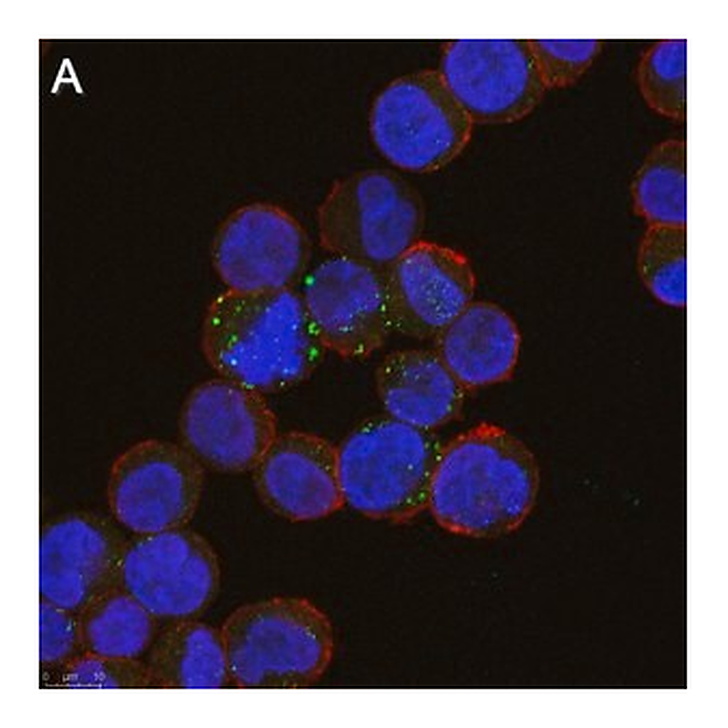 Merck Anti-ULBP1 Antibody, clone 6B17 ZooMAb Rabbit Monoclonal