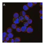 Merck Anti-ULBP1 Antibody, clone 6B17 ZooMAb Rabbit Monoclonal