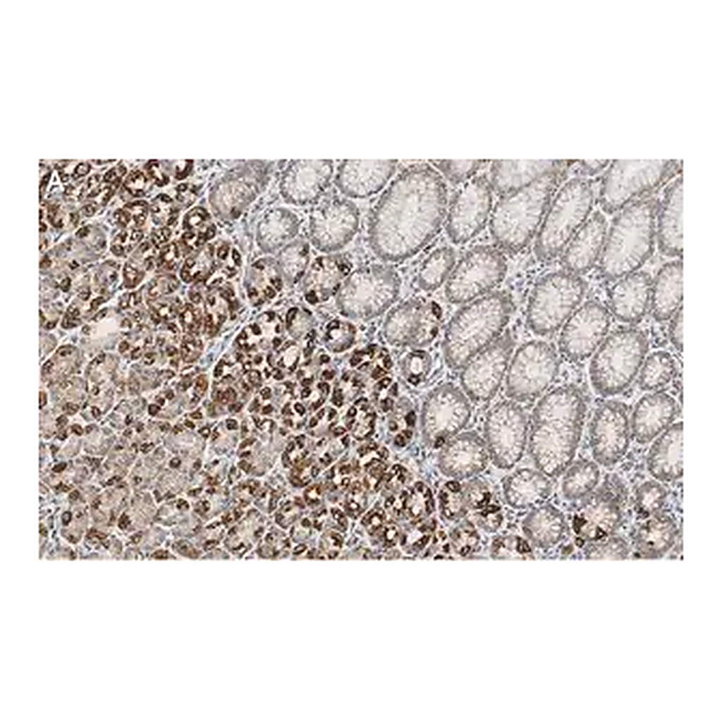 Merck Anti-GSDMD Antibody, clone 1D11 ZooMAb Rabbit Monoclonal