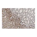 Merck Anti-GSDMD Antibody, clone 1D11 ZooMAb Rabbit Monoclonal