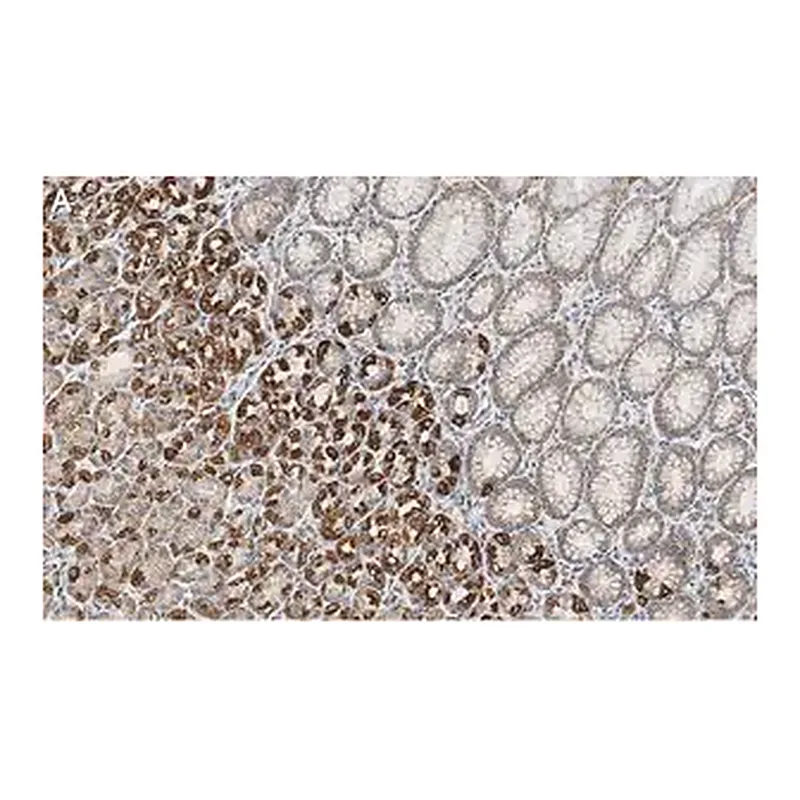 Merck Anti-GSDMD Antibody, clone 1D11 ZooMAb Rabbit Monoclonal