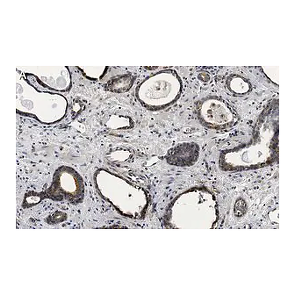 Merck Anti-phospho-mTOR-(Ser2448) Antibody, clone 1C22 ZooMAb Rabbit Monoclonal