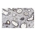 Merck Anti-phospho-mTOR-(Ser2448) Antibody, clone 1C22 ZooMAb Rabbit Monoclonal