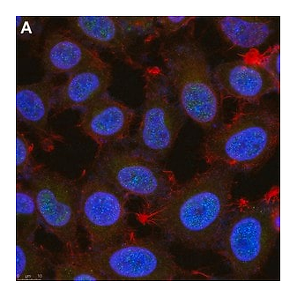 Merck Anti-Twist1 Antibody, clone 4L15 ZooMAb Rabbit Monoclonal