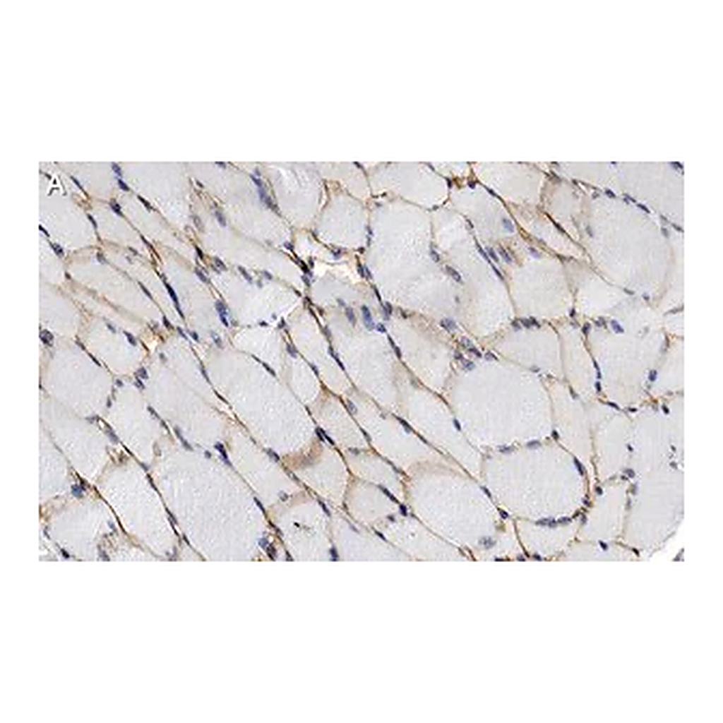Merck Anti-α-Dystroglycan Antibody, clone 3O19-H1 ZooMAb Rabbit Monoclonal