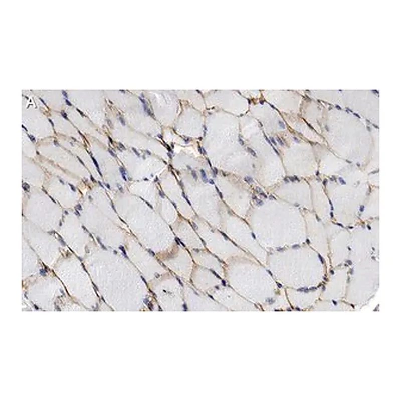 Merck Anti-α-Dystroglycan Antibody, clone 3O19-H1 ZooMAb Rabbit Monoclonal