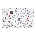 Merck Anti-RSV Fusion Protein Antibody, clone 131-2A ZooMAb Mouse Monoclonal