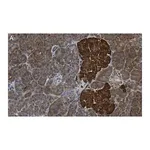 Merck Anti-CNKSR1 Antibody, clone 4B7 ZooMAb Rabbit Monoclonal
