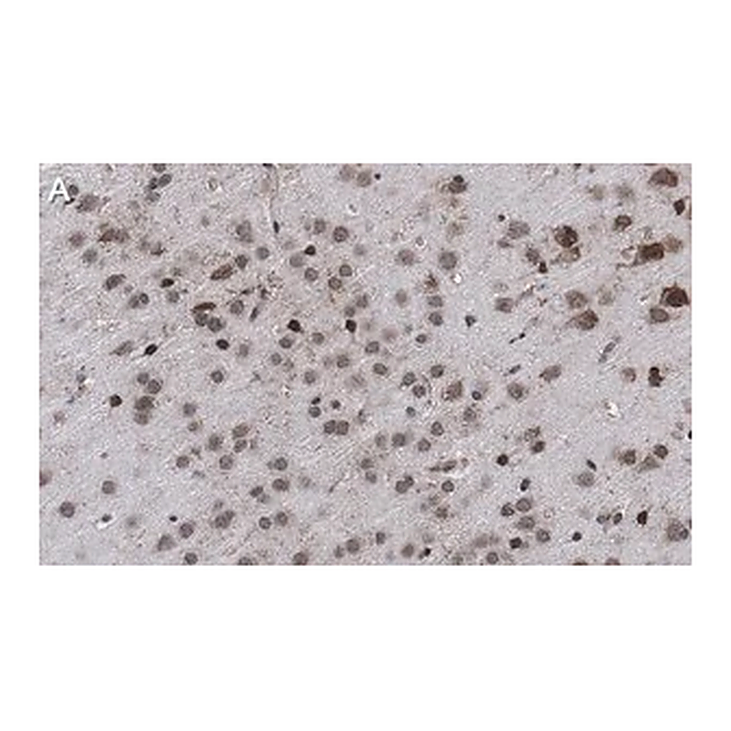 Merck Anti-AFF2 Antibody, clone 1G13 ZooMAb Rabbit Monoclonal