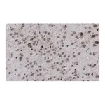 Merck Anti-AFF2 Antibody, clone 1G13 ZooMAb Rabbit Monoclonal