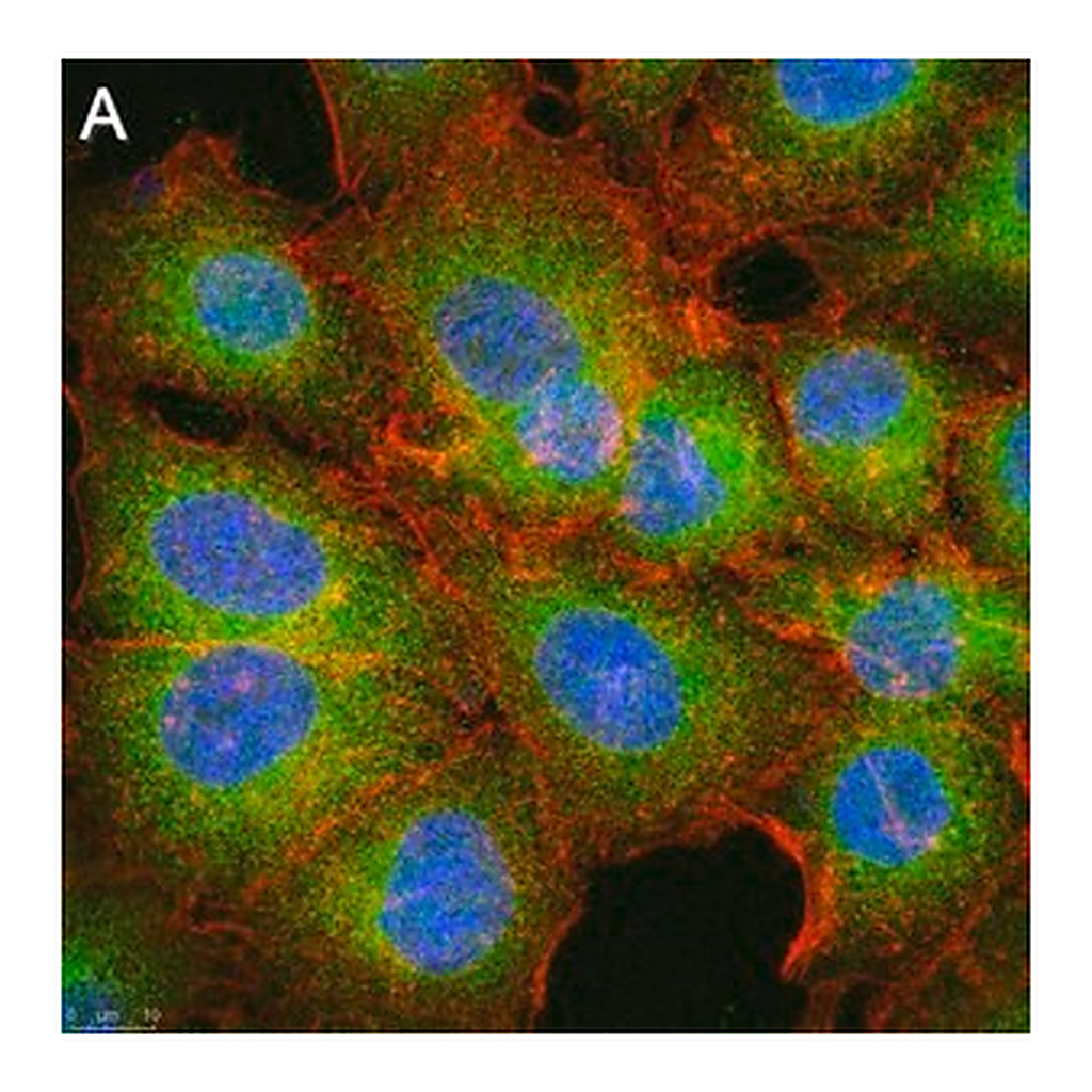Merck Anti-MCU Antibody, clone 3N3 ZooMAb Rabbit Monoclonal