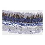Merck Anti-Red/Green Opsin Antibody, clone 1D2 ZooMAb Rabbit Monoclonal