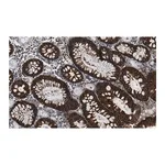 Merck Anti-Na+/K+ ATPase α1 Antibody, clone 2M18 ZooMAb Rabbit Monoclonal