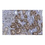 Merck Anti-Aquaporin-1 Antibody, clone 2I7 ZooMAb Rabbit Monoclonal