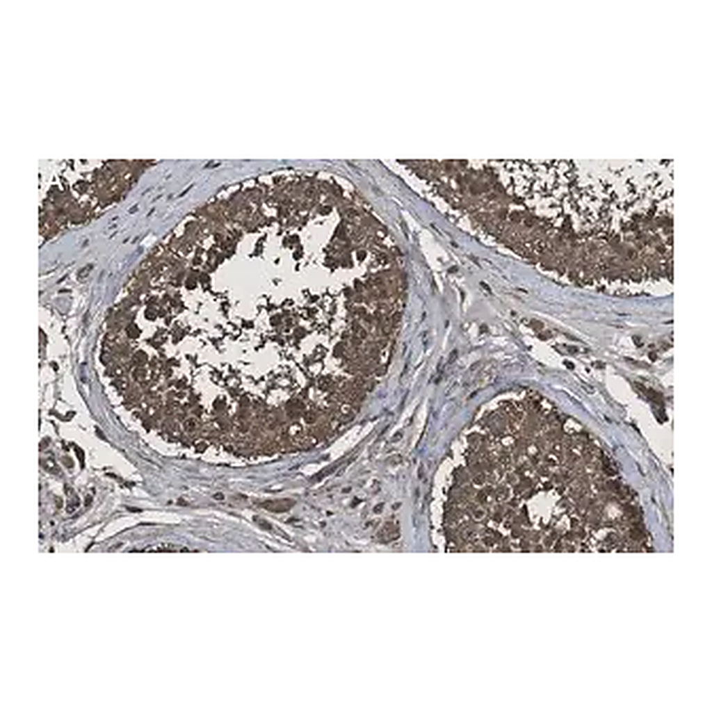 Merck Anti-Calmodulin Antibody, clone 1G3 ZooMAb Rabbit Monoclonal