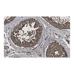 Merck Anti-Calmodulin Antibody, clone 1G3 ZooMAb Rabbit Monoclonal