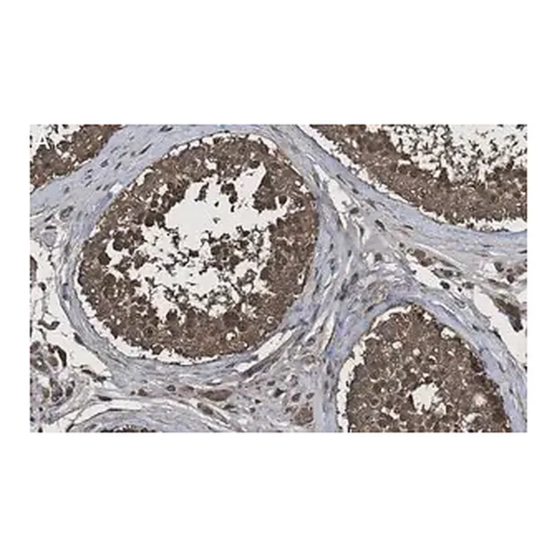 Merck Anti-Calmodulin Antibody, clone 1G3 ZooMAb Rabbit Monoclonal