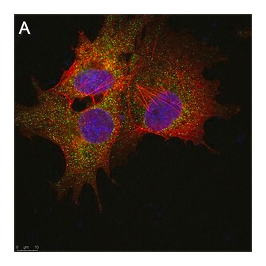 Merck Anti-SLC19A1 Antibody, clone 2E11 ZooMAb Rabbit Monoclonal