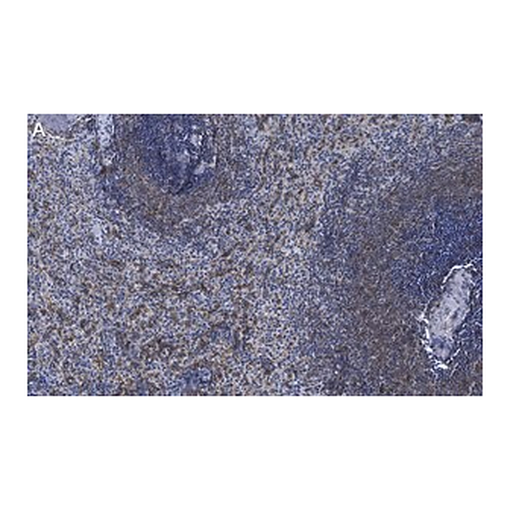 Merck Anti-NLRC3/NOD3 Antibody, clone 2O20 ZooMAb Rabbit Monoclonal