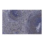 Merck Anti-NLRC3/NOD3 Antibody, clone 2O20 ZooMAb Rabbit Monoclonal