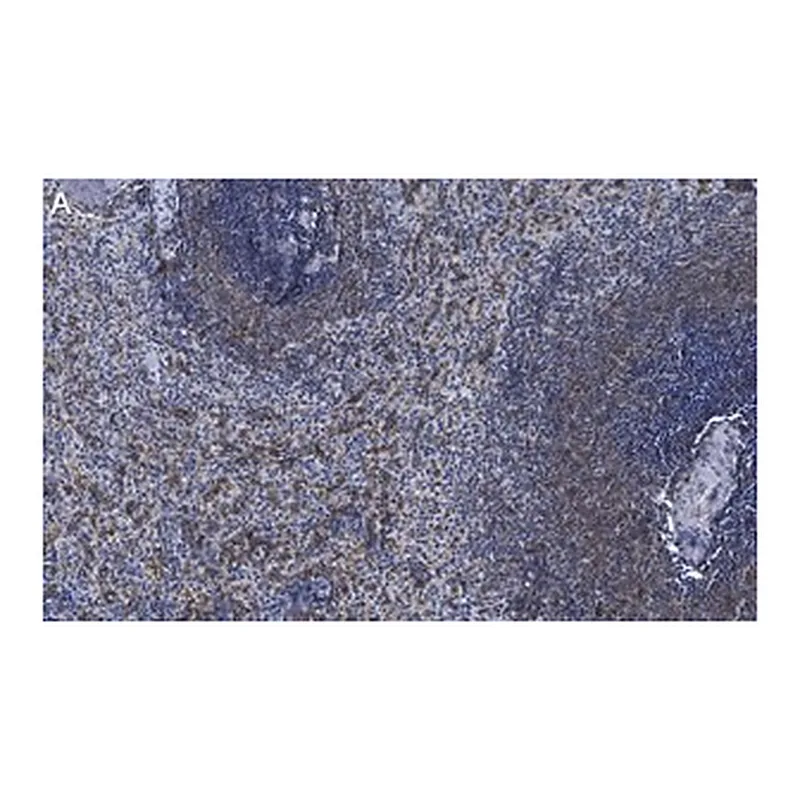 Merck Anti-NLRC3/NOD3 Antibody, clone 2O20 ZooMAb Rabbit Monoclonal