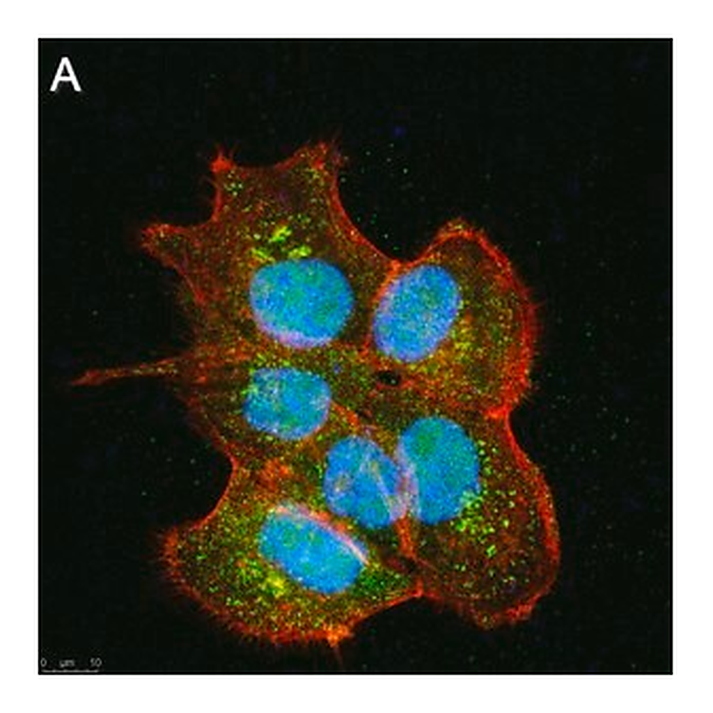 Merck Anti-SIRT6 Antibody, clone 1O6 ZooMAb Rabbit Monoclonal