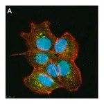 Merck Anti-SIRT6 Antibody, clone 1O6 ZooMAb Rabbit Monoclonal