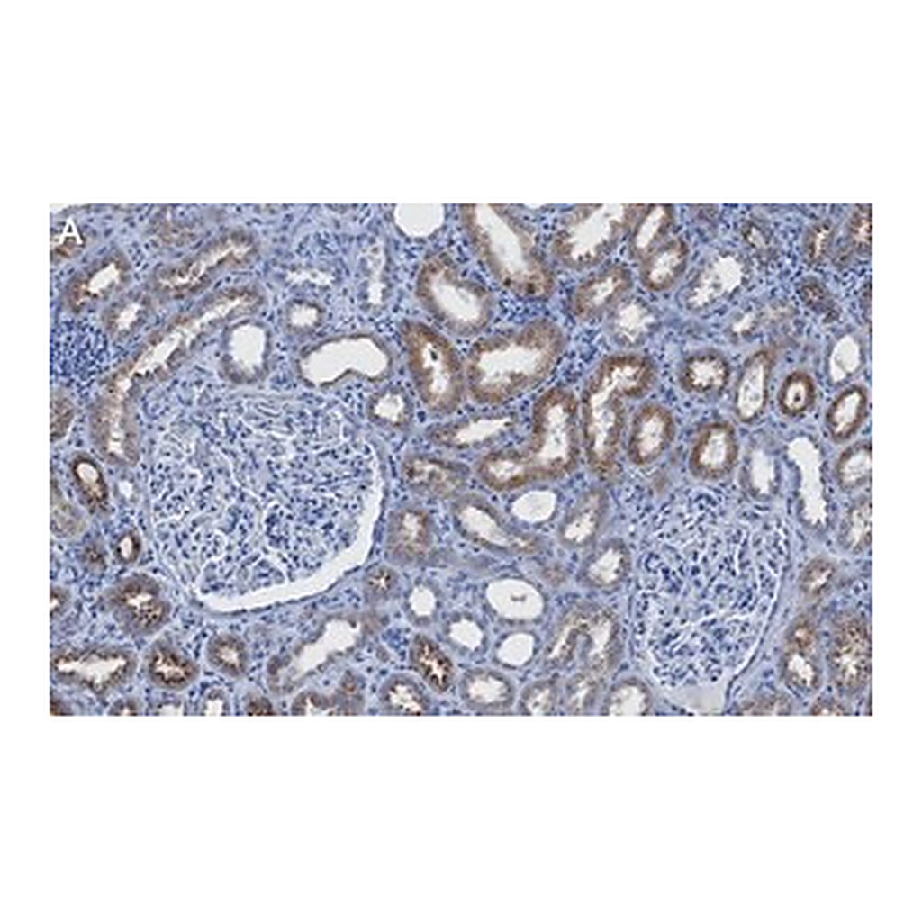 Merck Anti-LAMP-2 Antibody, clone 1F6 ZooMAb Rabbit Monoclonal