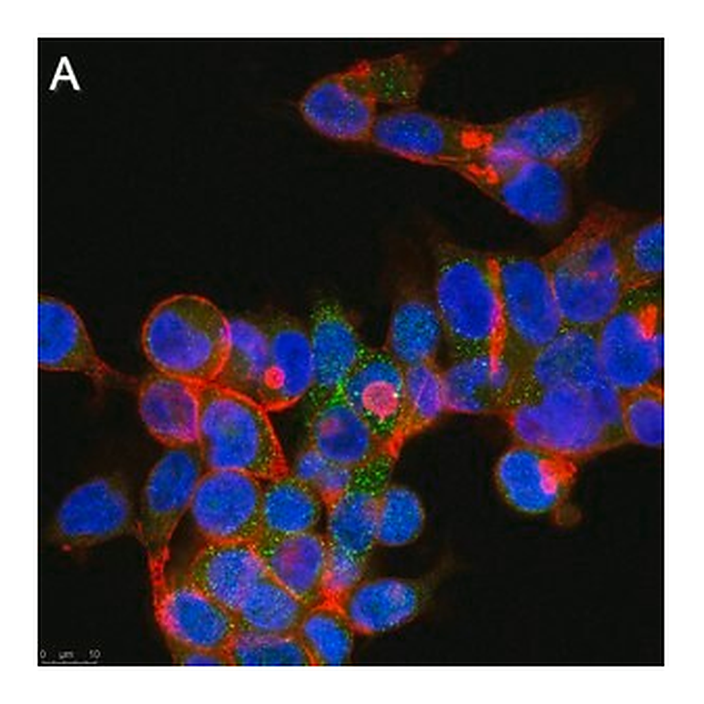 Merck Anti-GPR146 Antibody, clone 1F6 ZooMAb Rabbit Monoclonal