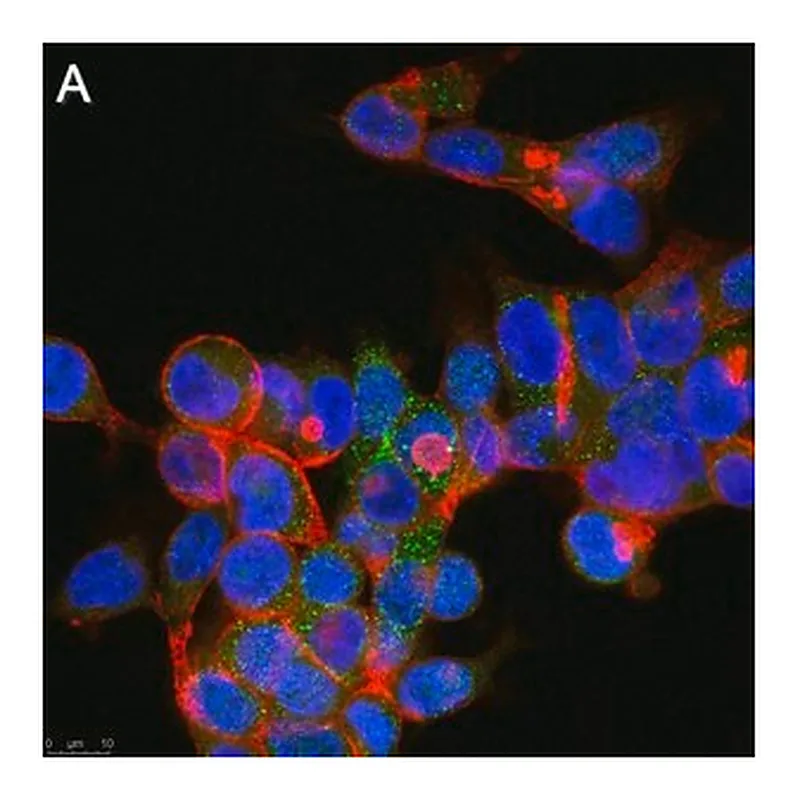 Merck Anti-GPR146 Antibody, clone 1F6 ZooMAb Rabbit Monoclonal