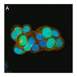 Merck Anti-Survivin Antibody, clone 1N7 ZooMAb Rabbit Monoclonal