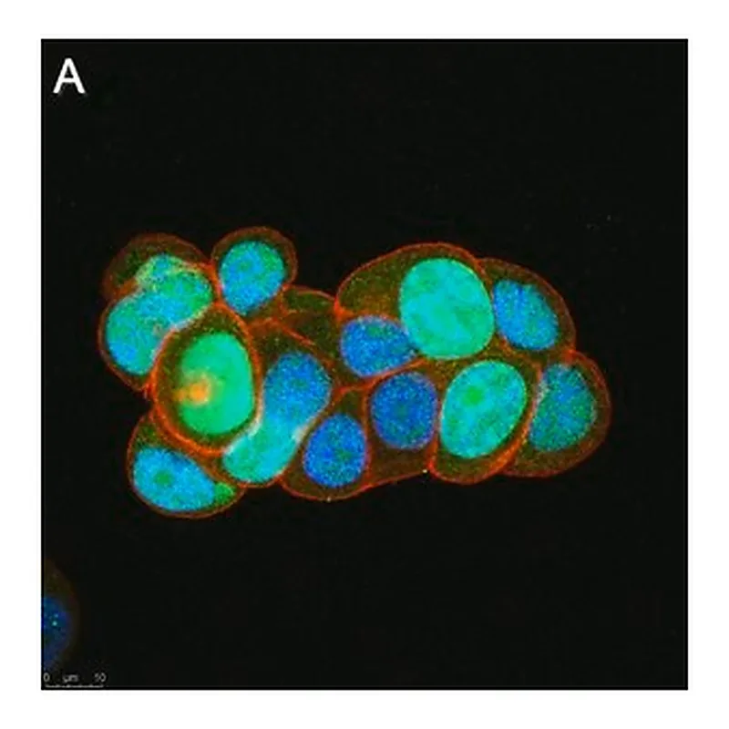 Merck Anti-Survivin Antibody, clone 1N7 ZooMAb Rabbit Monoclonal