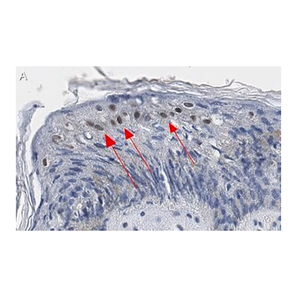 Merck Anti-GRHL2 Antibody, clone 2N18 ZooMAb Rabbit Monoclonal