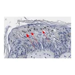 Merck Anti-GRHL2 Antibody, clone 2N18 ZooMAb Rabbit Monoclonal