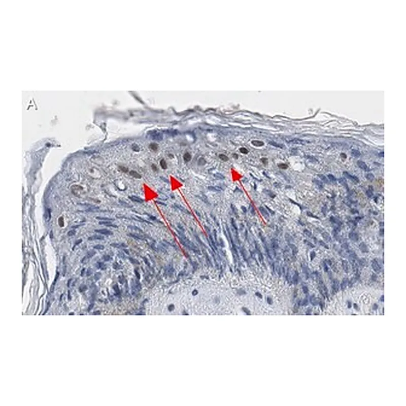 Merck Anti-GRHL2 Antibody, clone 2N18 ZooMAb Rabbit Monoclonal