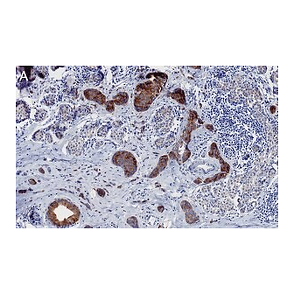 Merck Anti-Phospho-ACC1-(Ser79) Antibody, clone 1E11 ZooMAb Rabbit Monoclonal