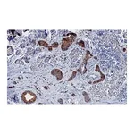 Merck Anti-Phospho-ACC1-(Ser79) Antibody, clone 1E11 ZooMAb Rabbit Monoclonal