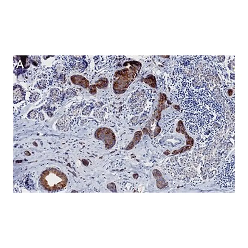 Merck Anti-Phospho-ACC1-(Ser79) Antibody, clone 1E11 ZooMAb Rabbit Monoclonal