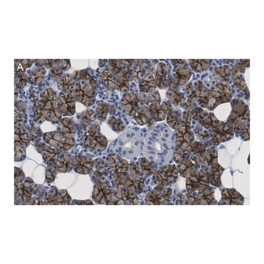Merck Anti-Aquaporin 5 Antibody, clone 3H17 ZooMAb Rabbit Monoclonal