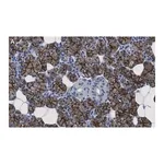 Merck Anti-Aquaporin 5 Antibody, clone 3H17 ZooMAb Rabbit Monoclonal