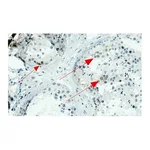 Merck Anti-NY-ESO-1 Antibody, clone 1J11 ZooMAb Rabbit Monoclonal