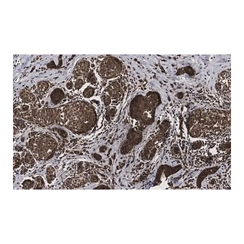 Merck Anti-phospho-HDAC4 (S246) Antibody, clone 1I14 ZooMAb Rabbit Monoclonal