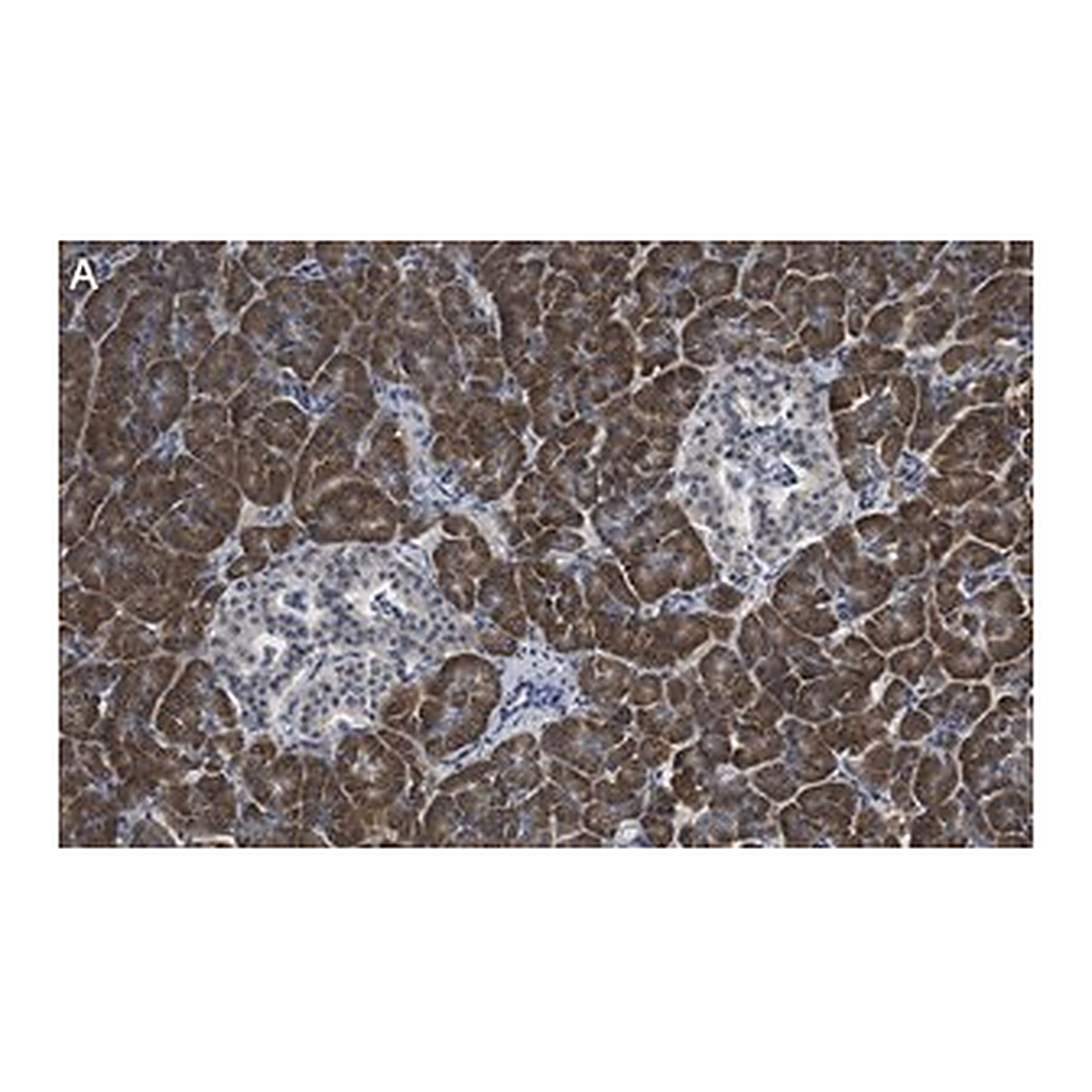 Merck Anti-eIF2A Antibody, clone 2C18 ZooMAb Rabbit Monoclonal