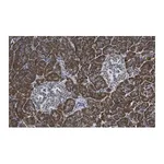 Merck Anti-eIF2A Antibody, clone 2C18 ZooMAb Rabbit Monoclonal