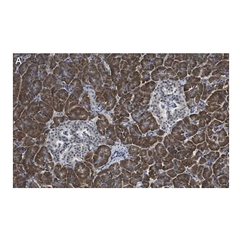 Merck Anti-eIF2A Antibody, clone 2C18 ZooMAb Rabbit Monoclonal