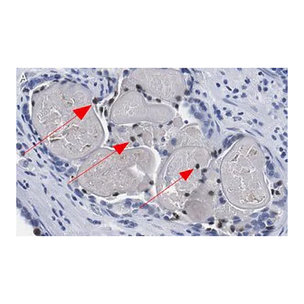 Merck Anti-Phospho-HDAC7-(Ser486) Antibody, clone 3O11 ZooMAb Rabbit Monoclonal
